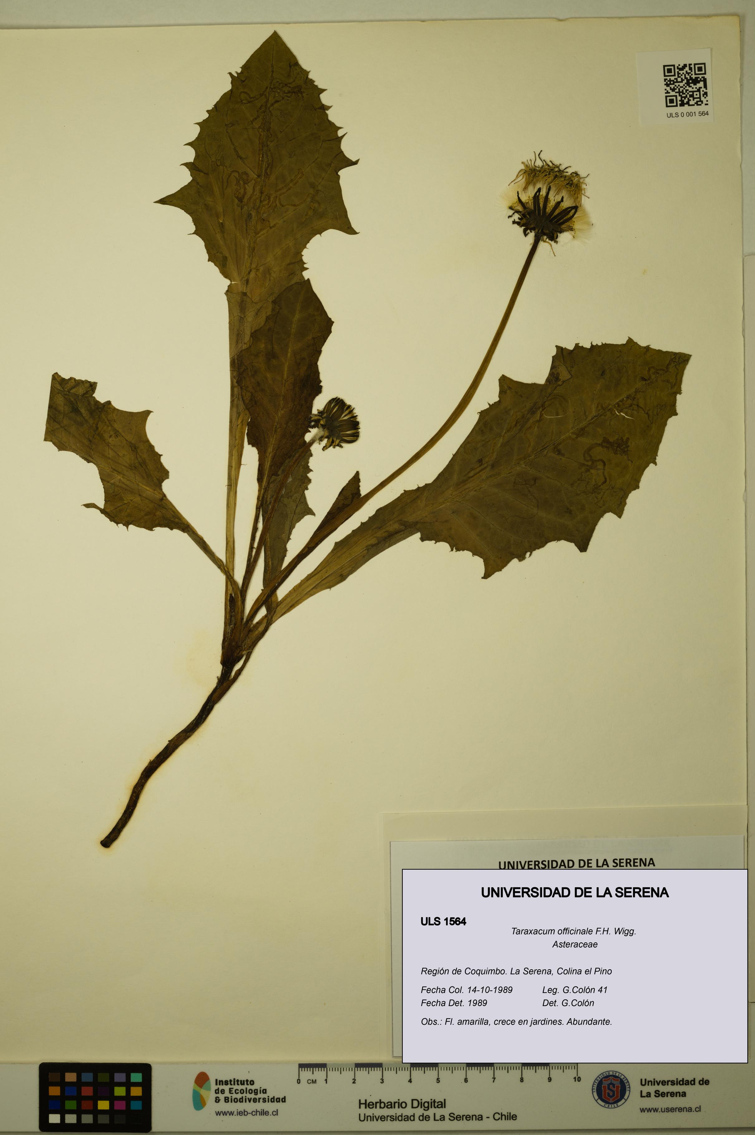 Taraxacum officinale [Espécimen: ULS:ULS:0001564]