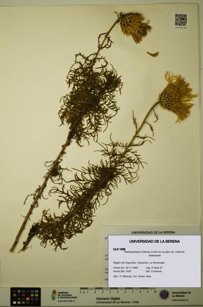 Plectocephalus chilensis var. chilensis [Espécimen: ULS:ULS:0001566]