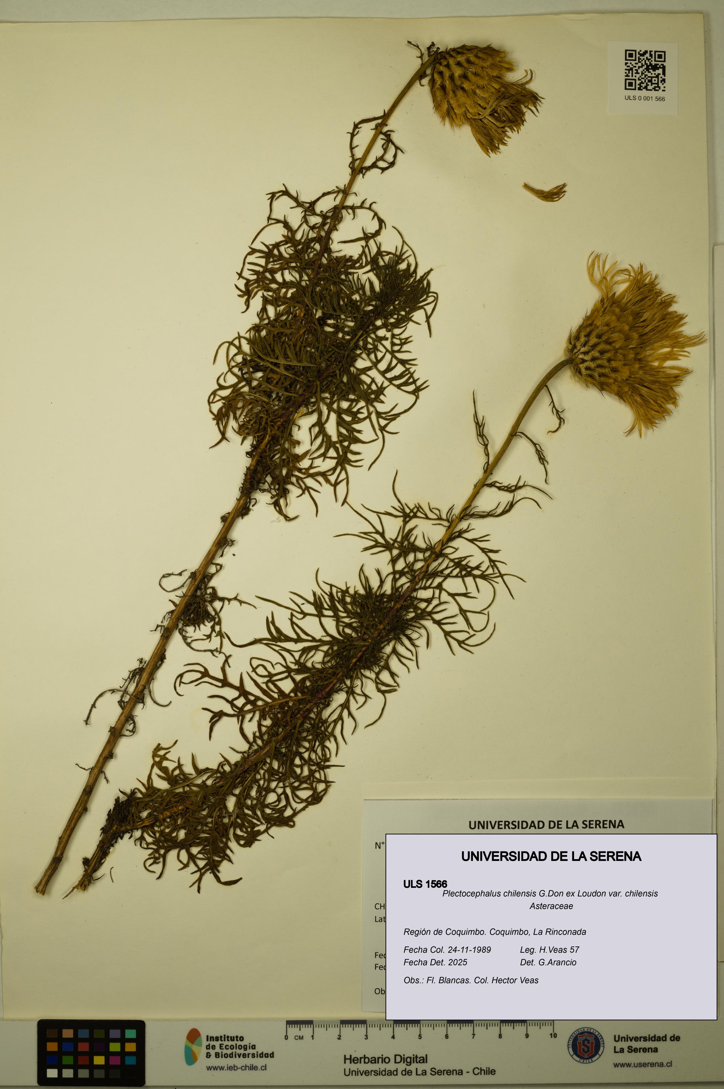 Plectocephalus chilensis var. chilensis [Espécimen: ULS:ULS:0001566]