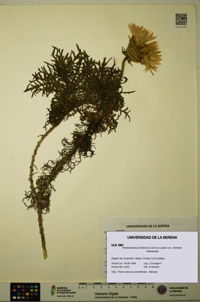 Plectocephalus chilensis var. chilensis [Espécimen: ULS:ULS:0001567]