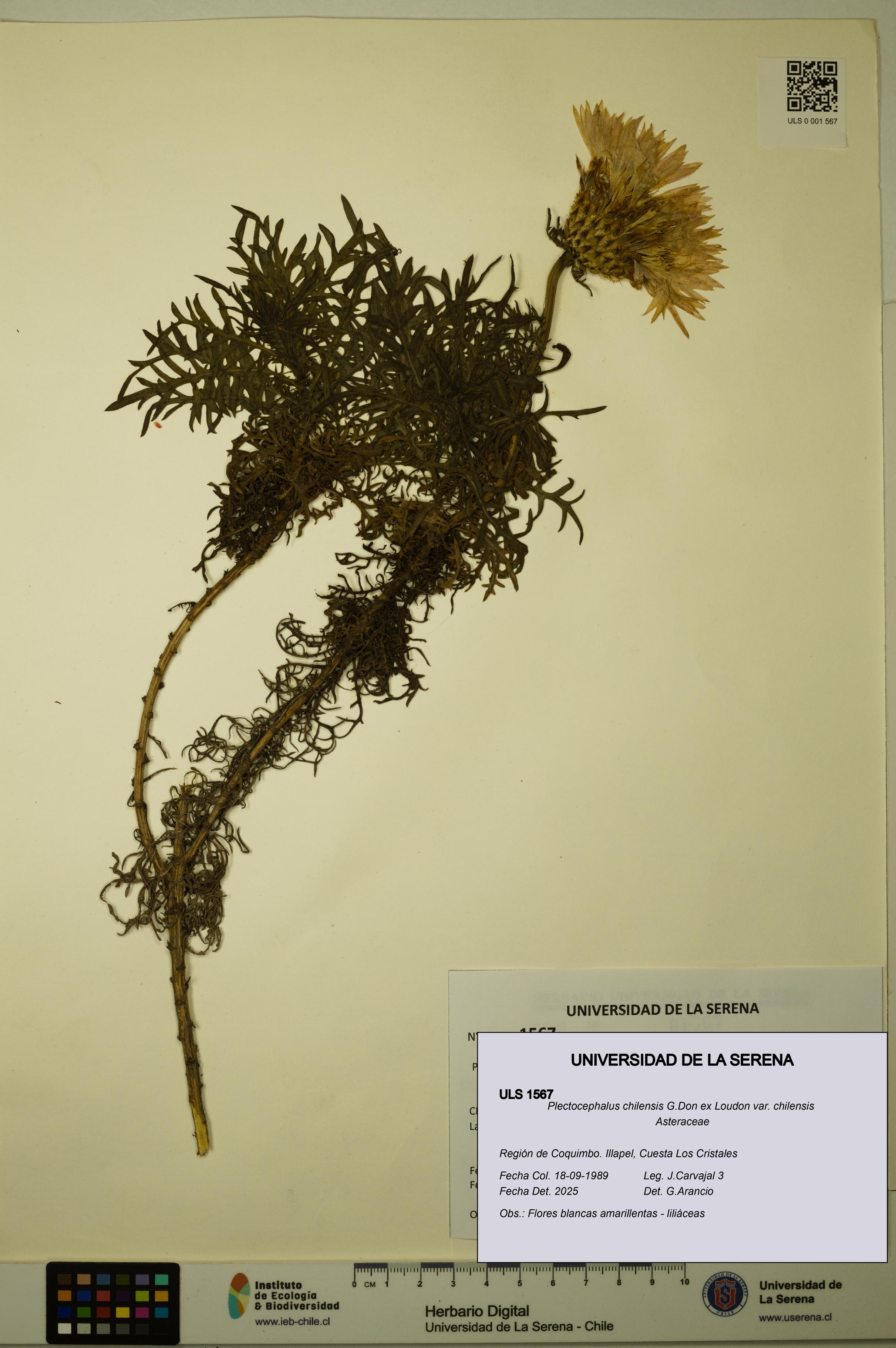 Plectocephalus chilensis var. chilensis [Espécimen: ULS:ULS:0001567]