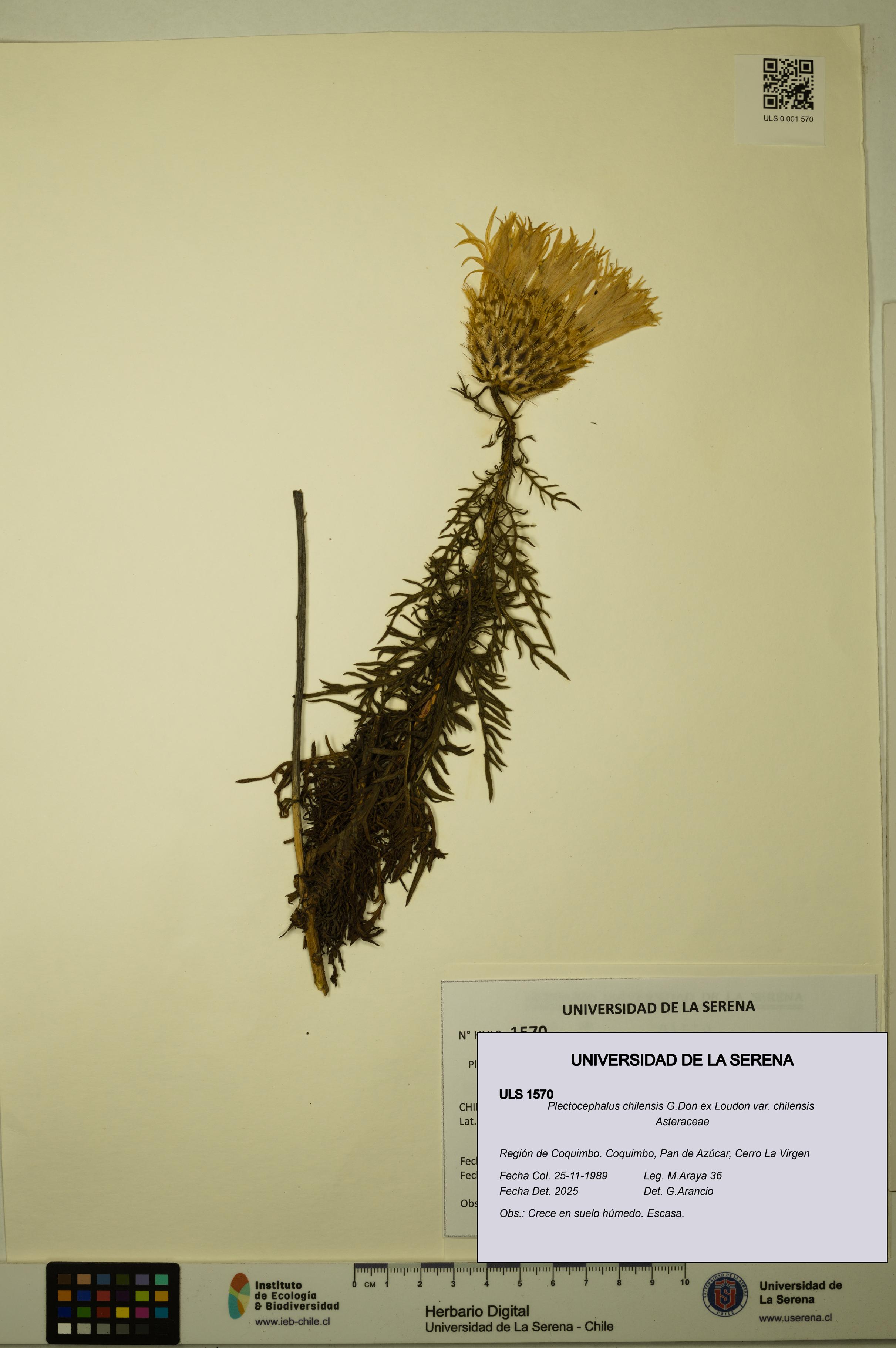 Plectocephalus chilensis var. chilensis [Espécimen: ULS:ULS:0001570]