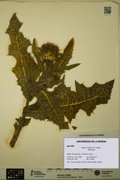 Silybum marianum [Espécimen: ULS:ULS:0001572]