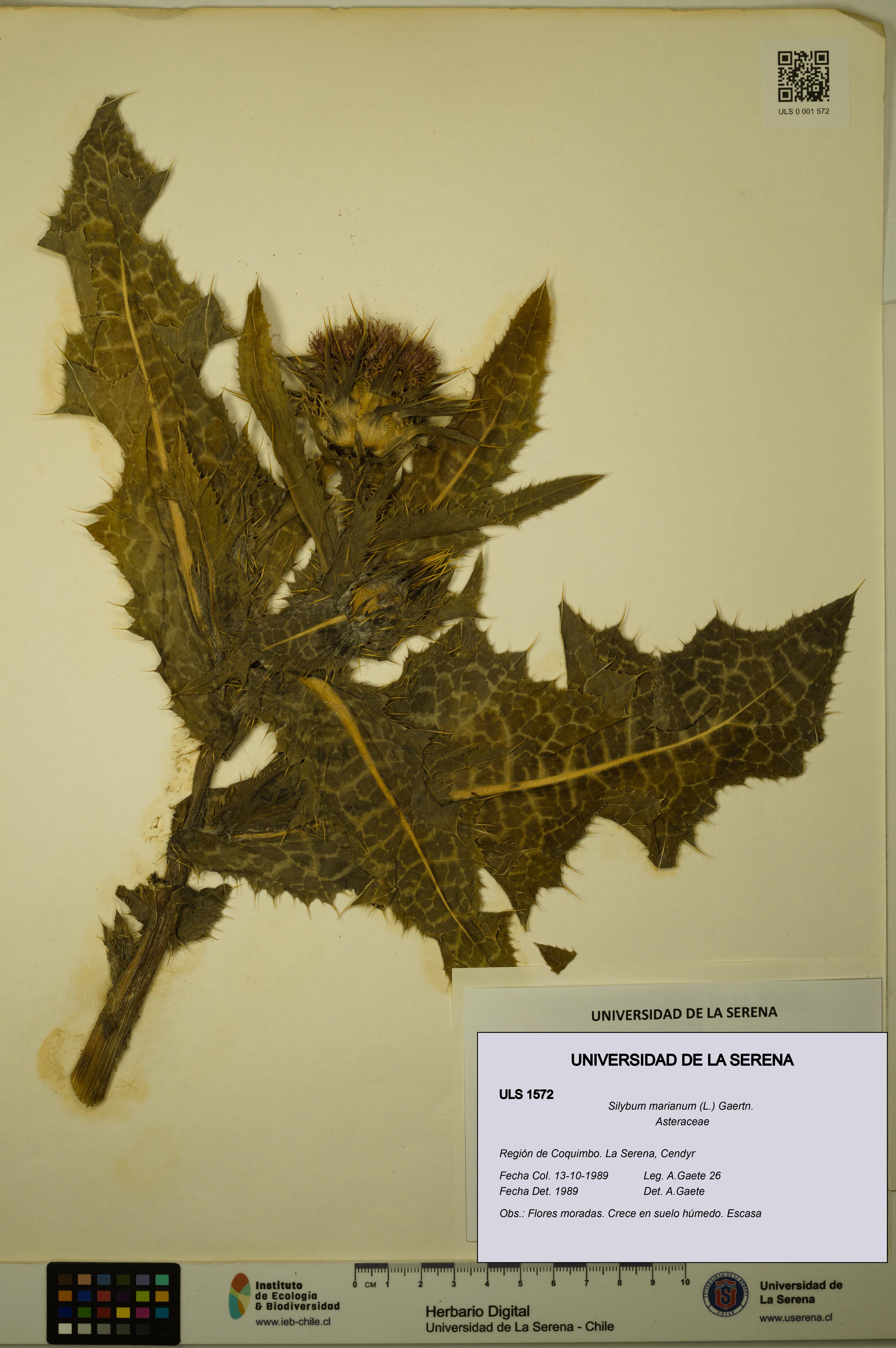 Silybum marianum [Espécimen: ULS:ULS:0001572]