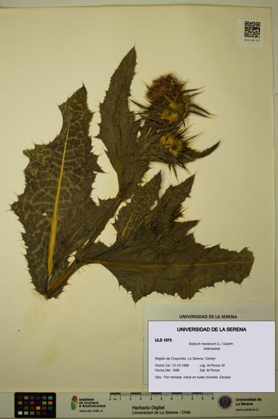Silybum marianum [Espécimen: ULS:ULS:0001573]