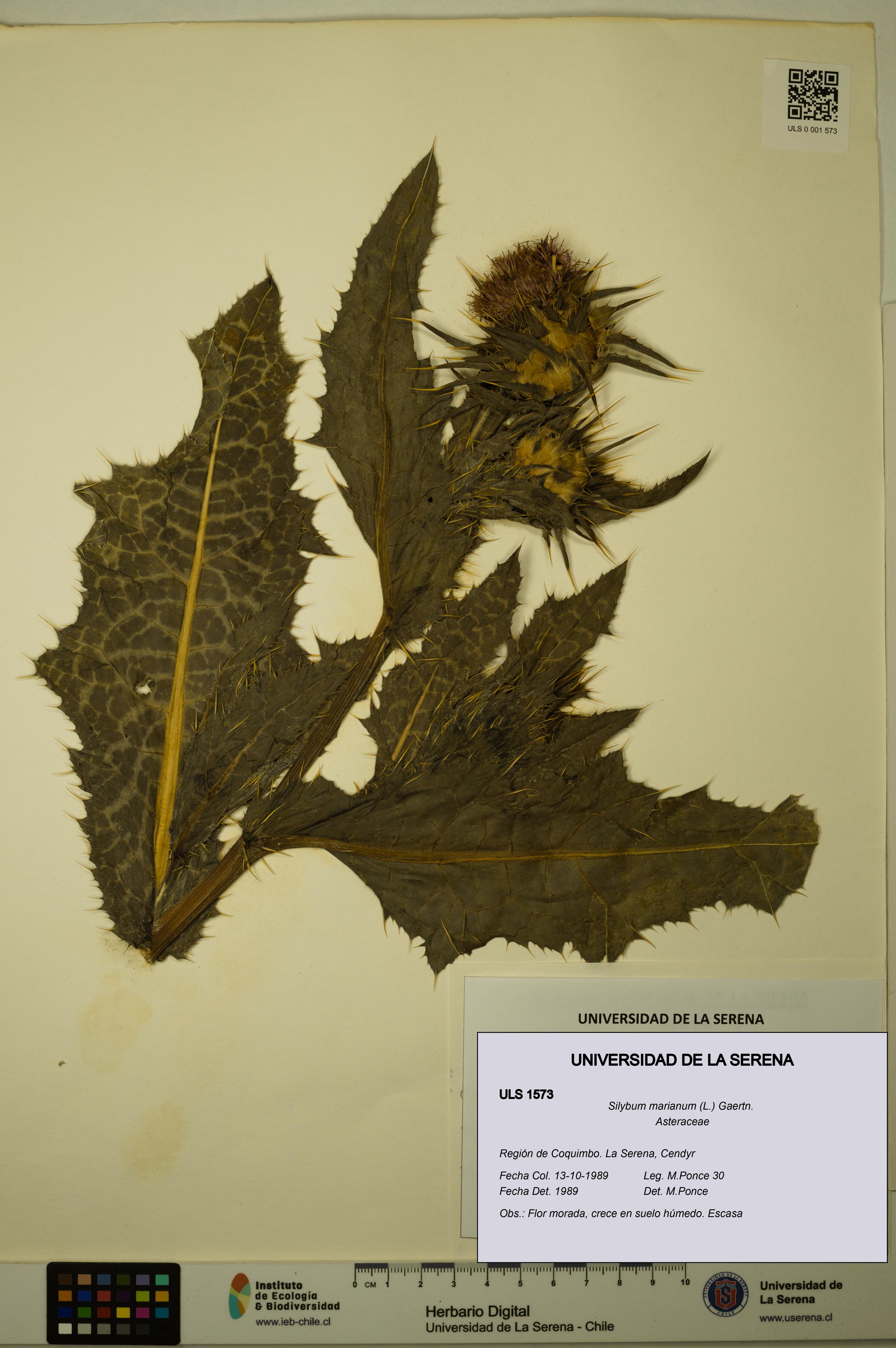 Silybum marianum [Espécimen: ULS:ULS:0001573]