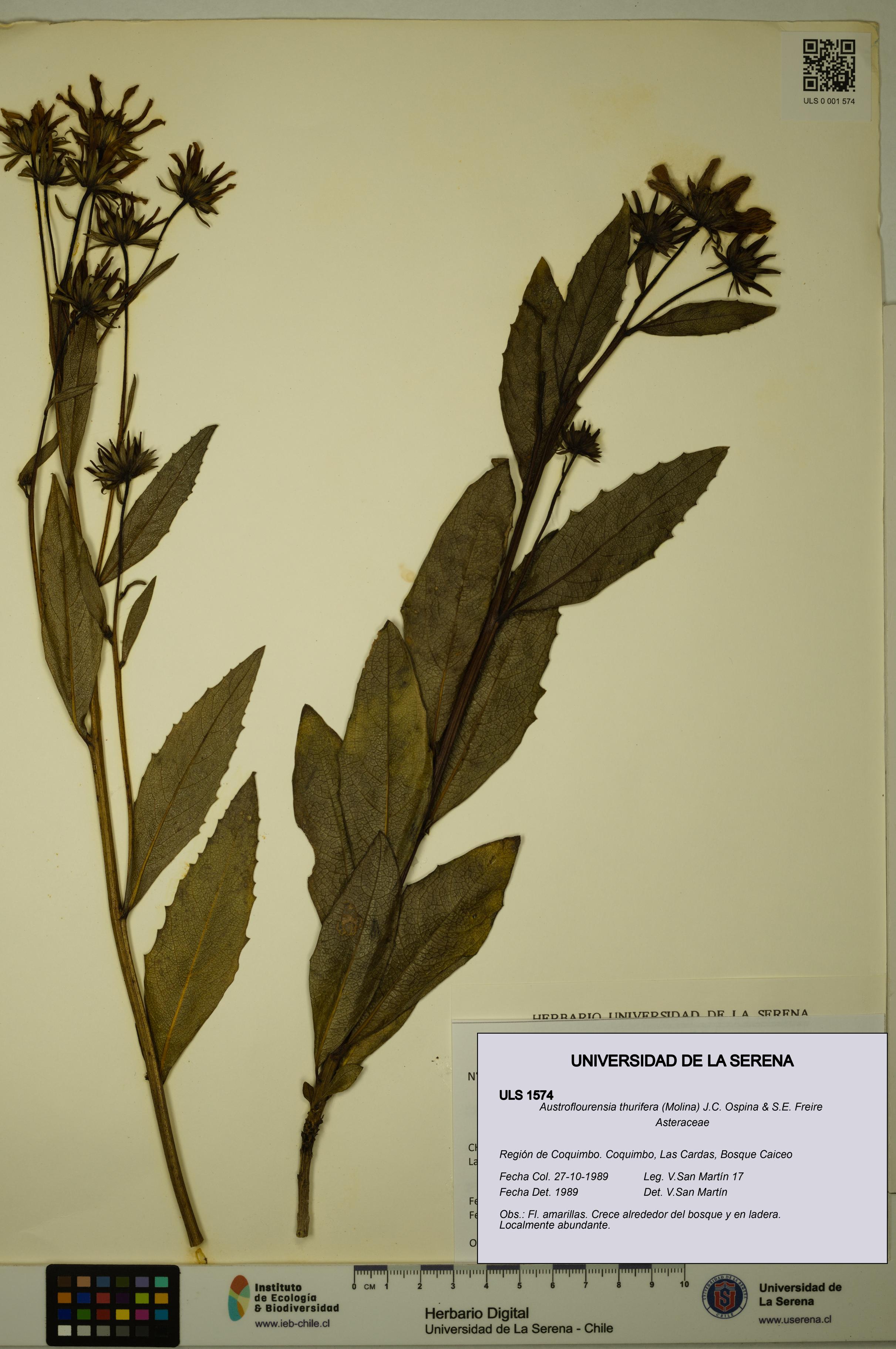 Austroflourensia thurifera [Espécimen: ULS:ULS:0001574]