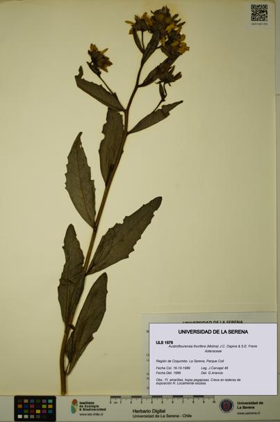 Austroflourensia thurifera [Espécimen: ULS:ULS:0001575]