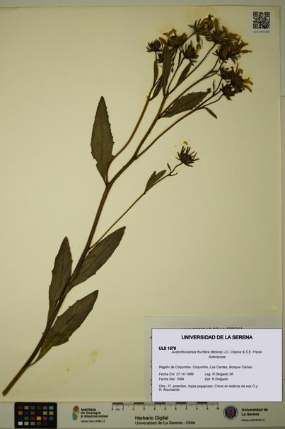 Austroflourensia thurifera [Espécimen: ULS:ULS:0001576]