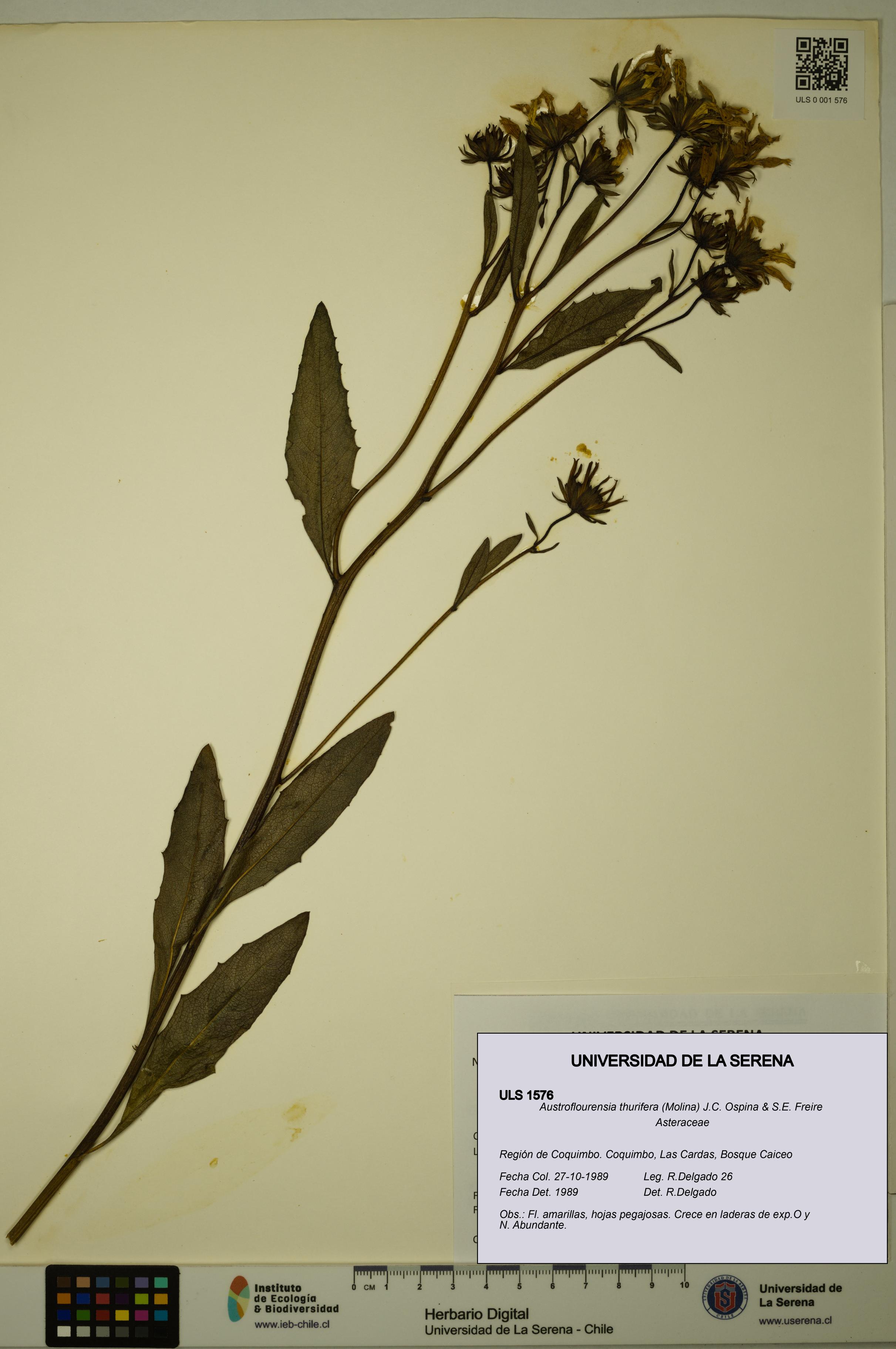 Austroflourensia thurifera [Espécimen: ULS:ULS:0001576]