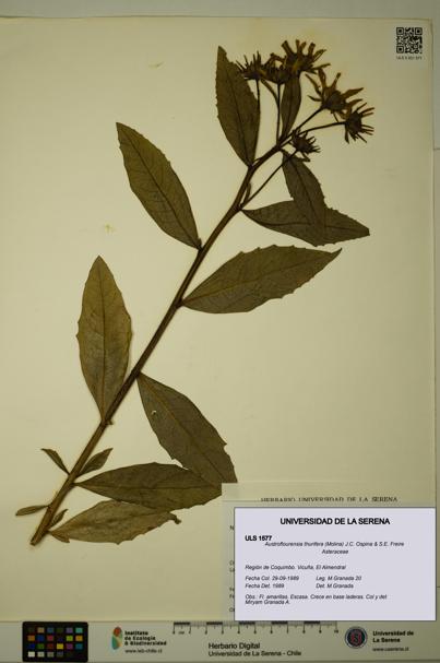 Austroflourensia thurifera [Espécimen: ULS:ULS:0001577]