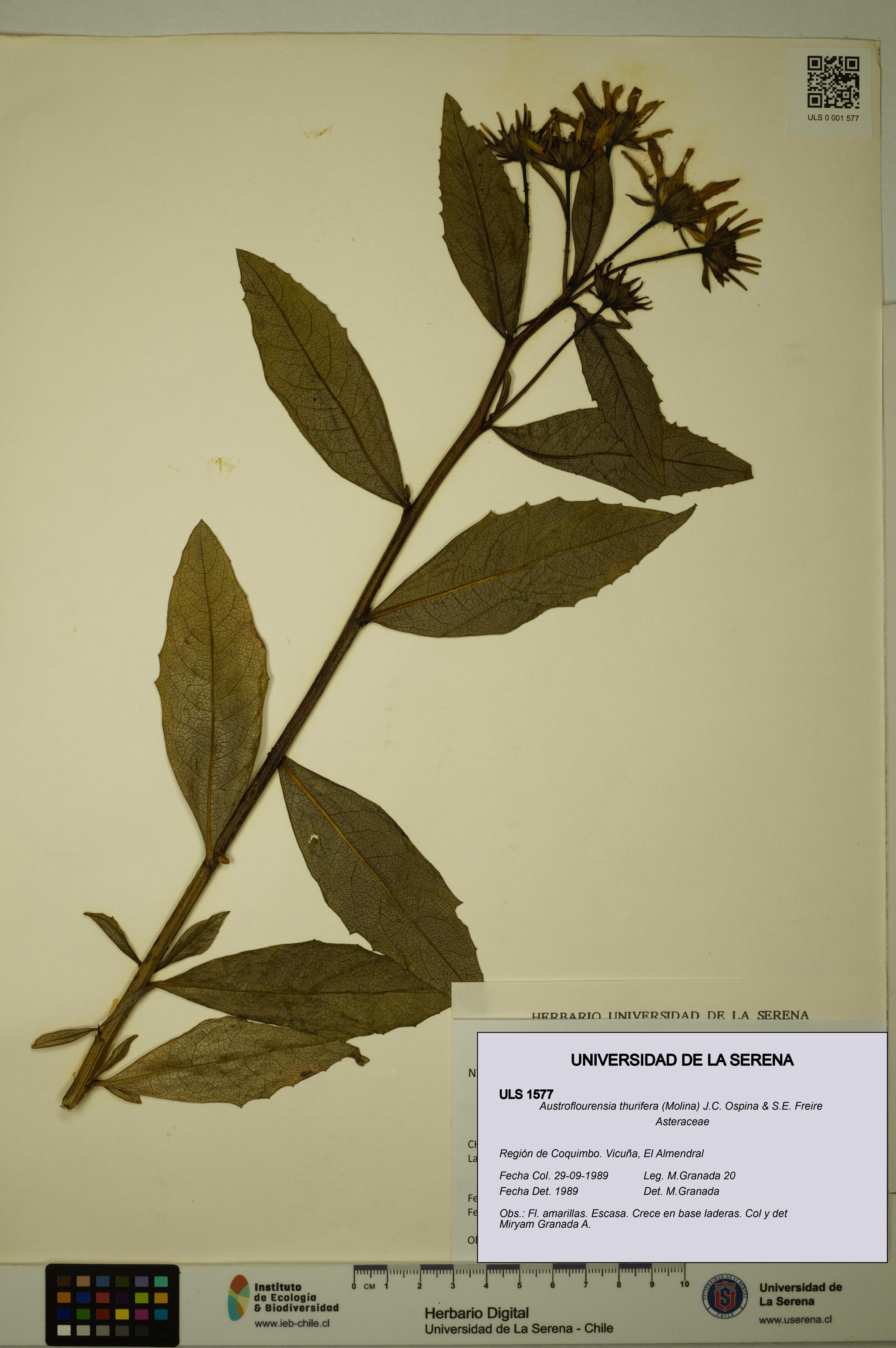 Austroflourensia thurifera [Espécimen: ULS:ULS:0001577]