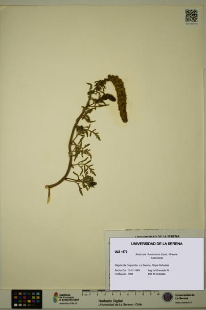 Ambrosia chamissonis [Espécimen: ULS:ULS:0001579]