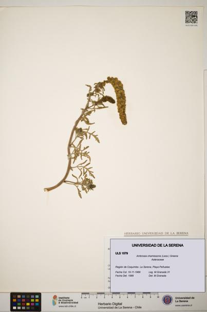 Ambrosia chamissonis [Espécimen: ]