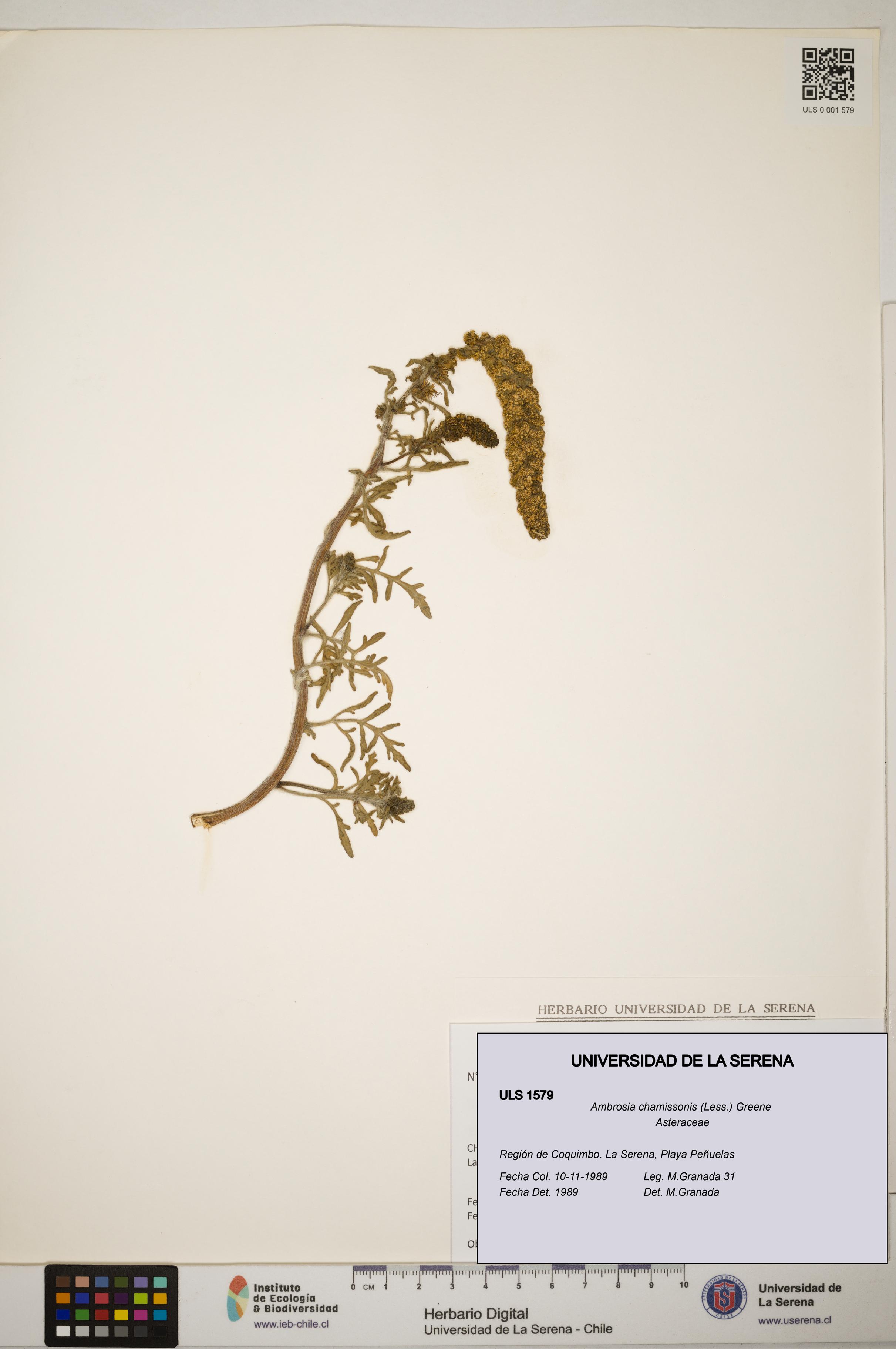 Ambrosia chamissonis [Espécimen: ]