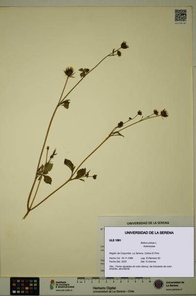 Bidens pilosa [Espécimen: ULS:ULS:0001581]