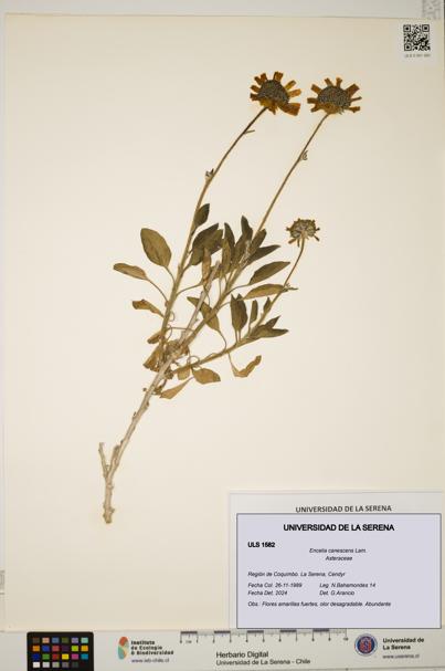 Encelia canescens [Espécimen: ULS:ULS:0001582]