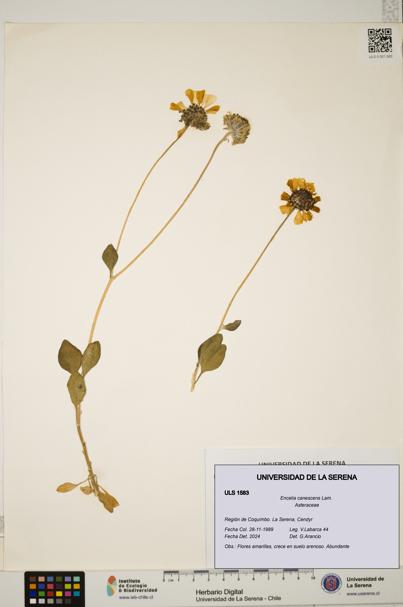 Encelia canescens [Espécimen: ULS:ULS:0001583]