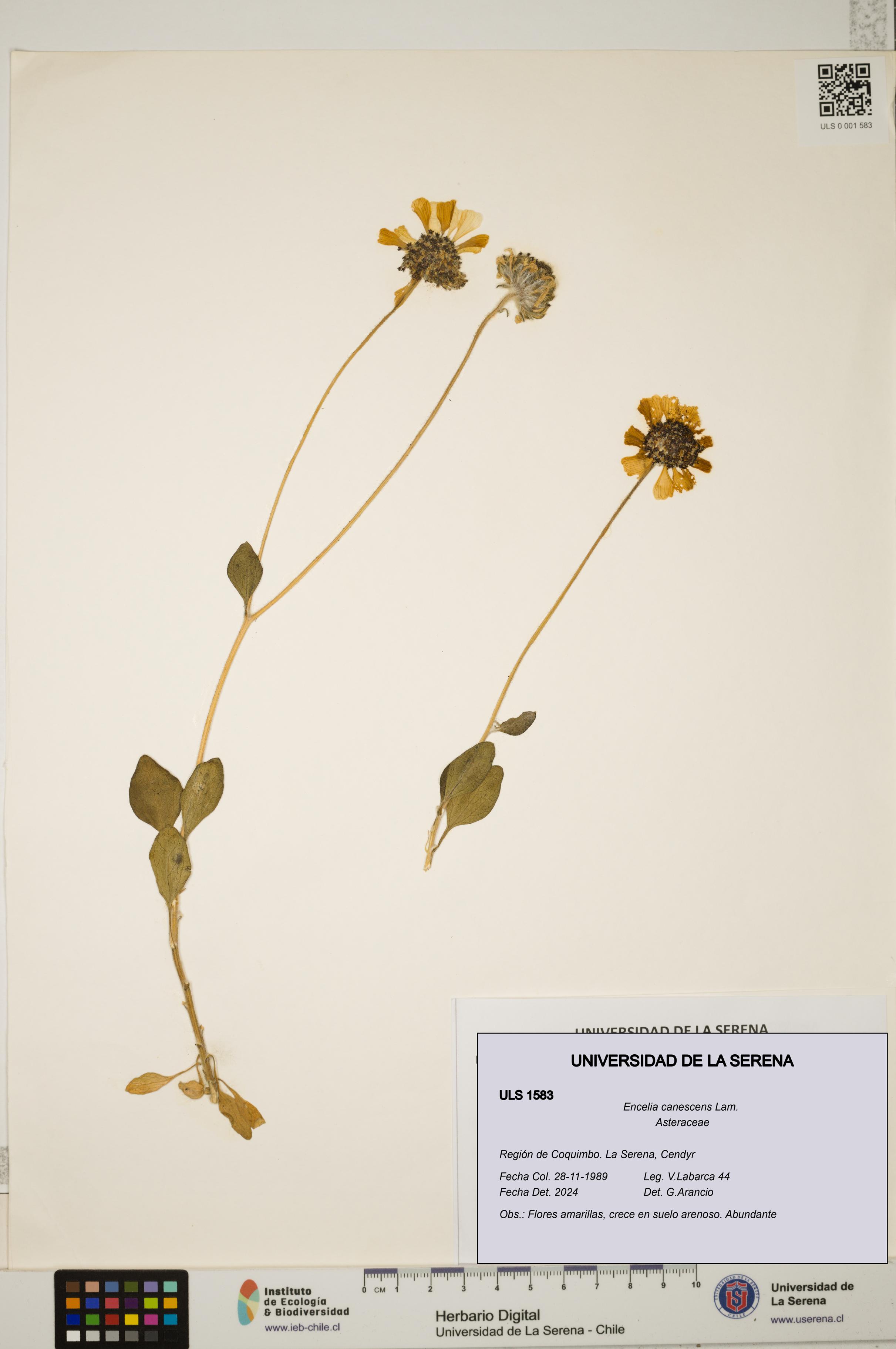 Encelia canescens [Espécimen: ULS:ULS:0001583]