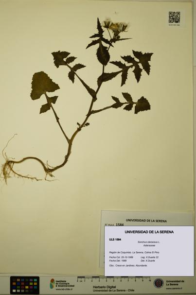 Sonchus oleraceus [Espécimen: ULS:ULS:0001584]