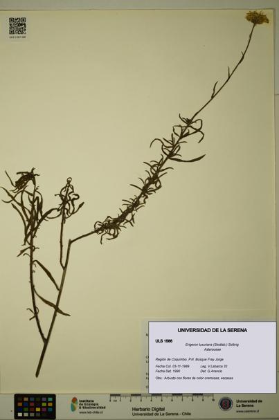Erigeron luxurians [Espécimen: ULS:ULS:0001586]