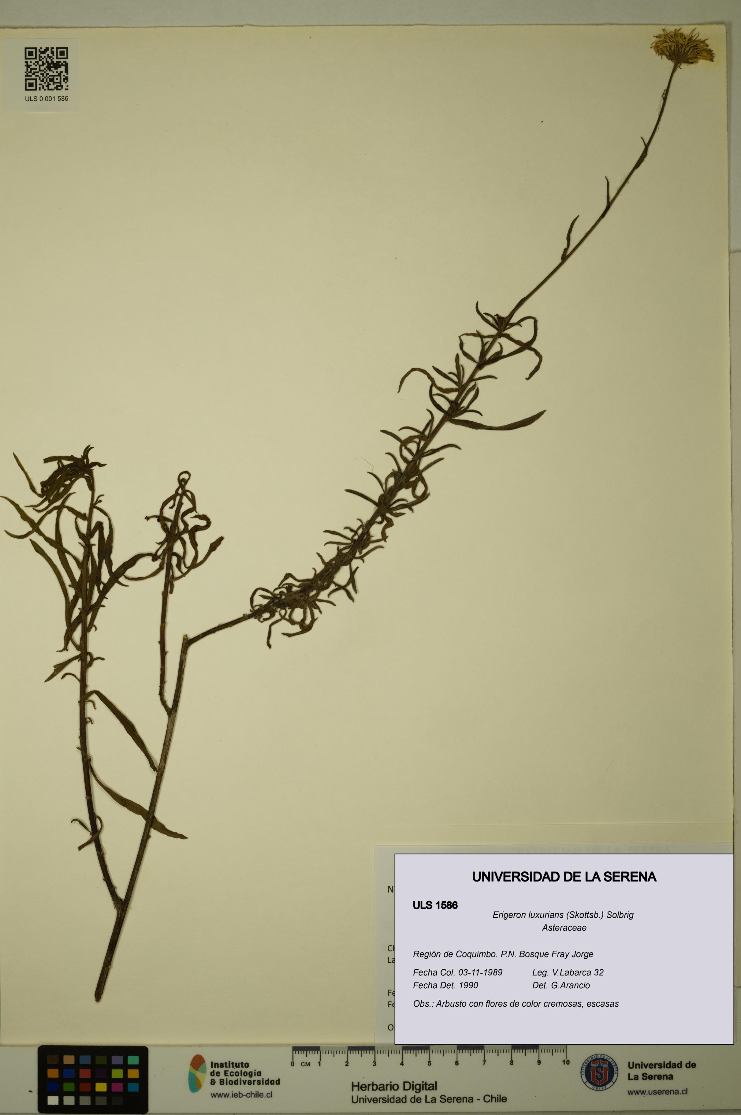 Erigeron luxurians [Espécimen: ULS:ULS:0001586]