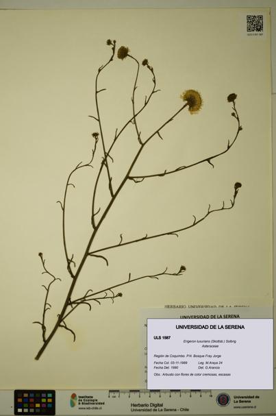 Erigeron luxurians [Espécimen: ULS:ULS:0001587]