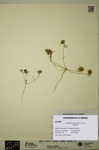 Chaetanthera linearis [Espécimen: ULS:ULS:0001588]