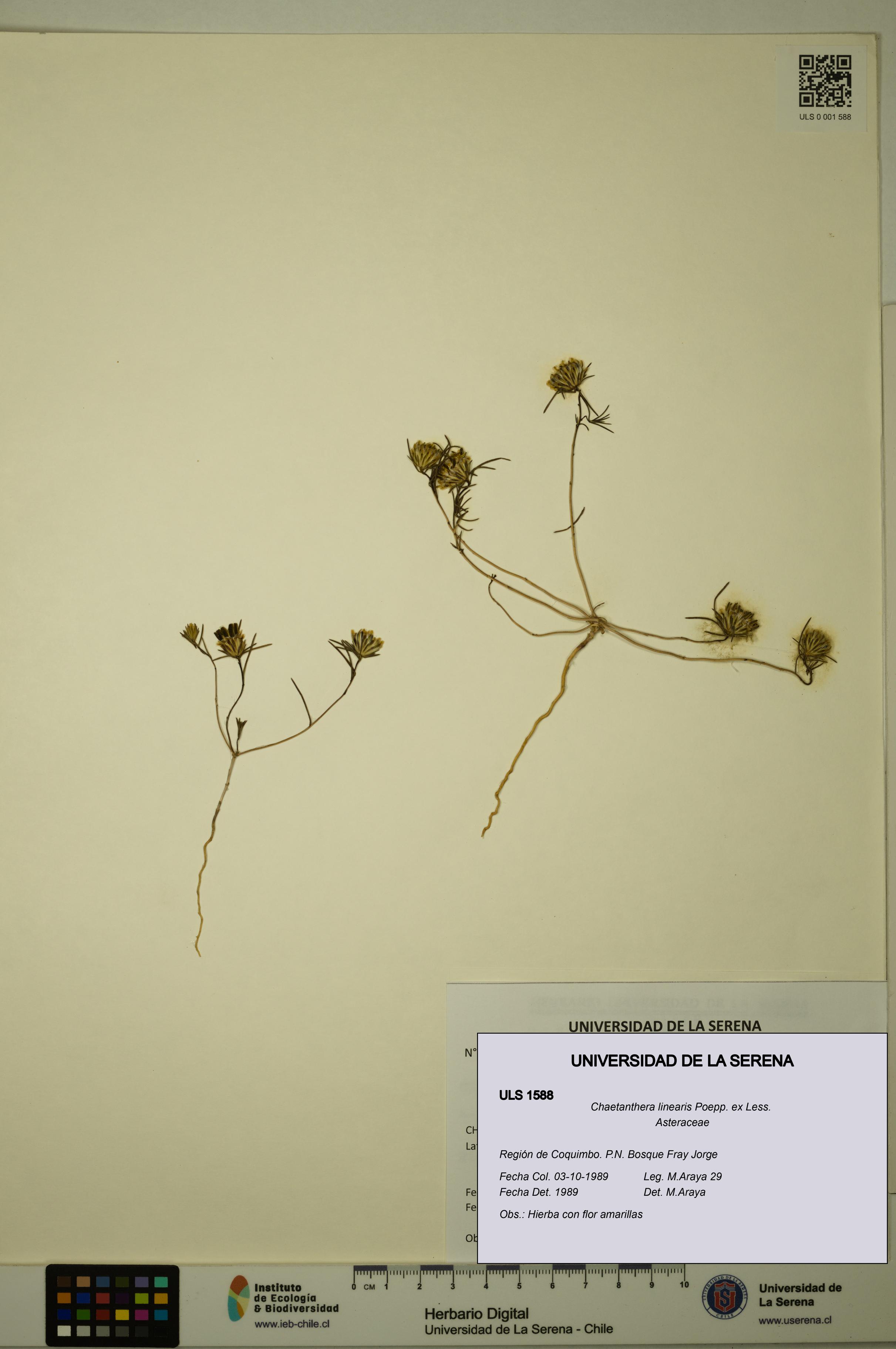 Chaetanthera linearis [Espécimen: ULS:ULS:0001588]