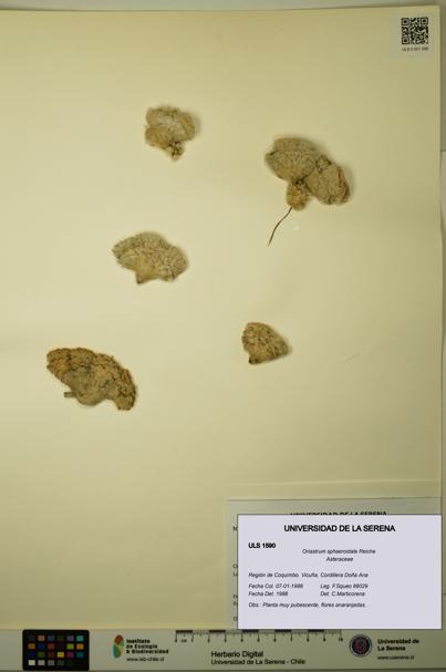 Oriastrum sphaeroidale [Espécimen: ULS:ULS:0001590]