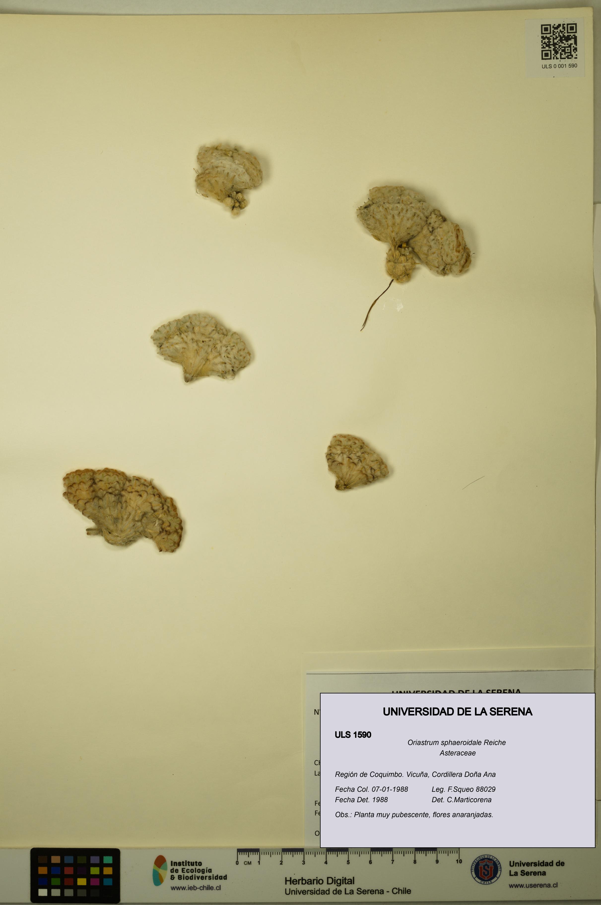 Oriastrum sphaeroidale [Espécimen: ULS:ULS:0001590]