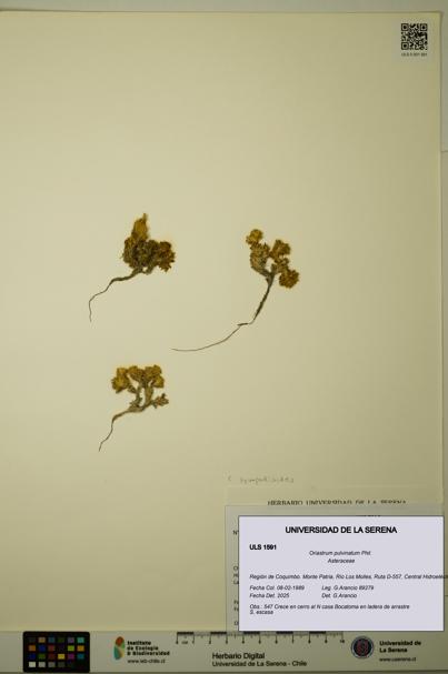 Oriastrum pulvinatum [Espécimen: ULS:ULS:0001591]
