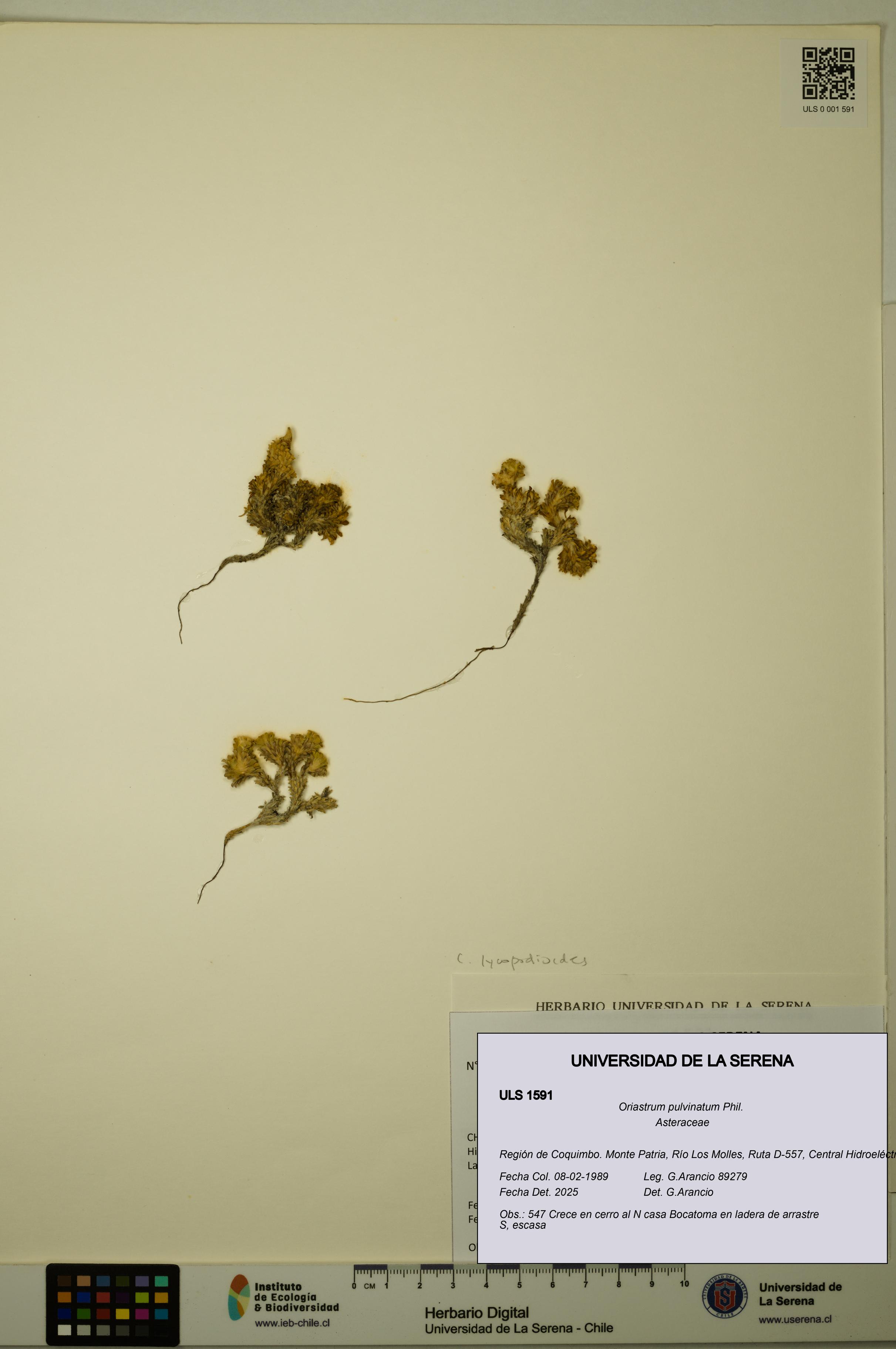 Oriastrum pulvinatum [Espécimen: ULS:ULS:0001591]