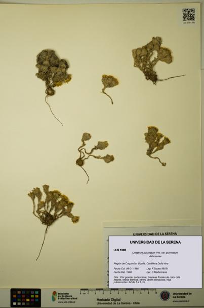 Oriastrum pulvinatum var. pulvinatum [Espécimen: ULS:ULS:0001592]