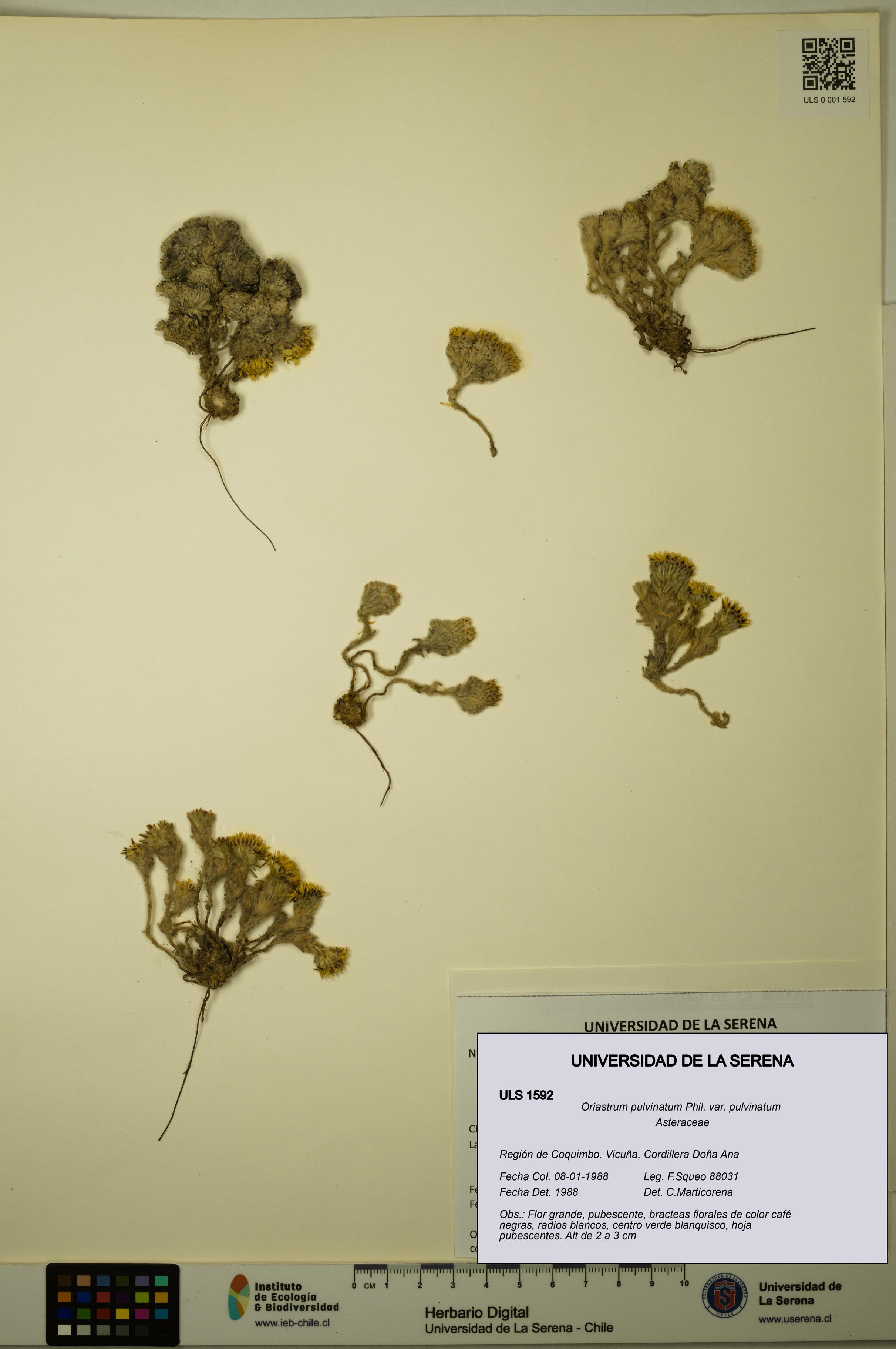 Oriastrum pulvinatum var. pulvinatum [Espécimen: ULS:ULS:0001592]