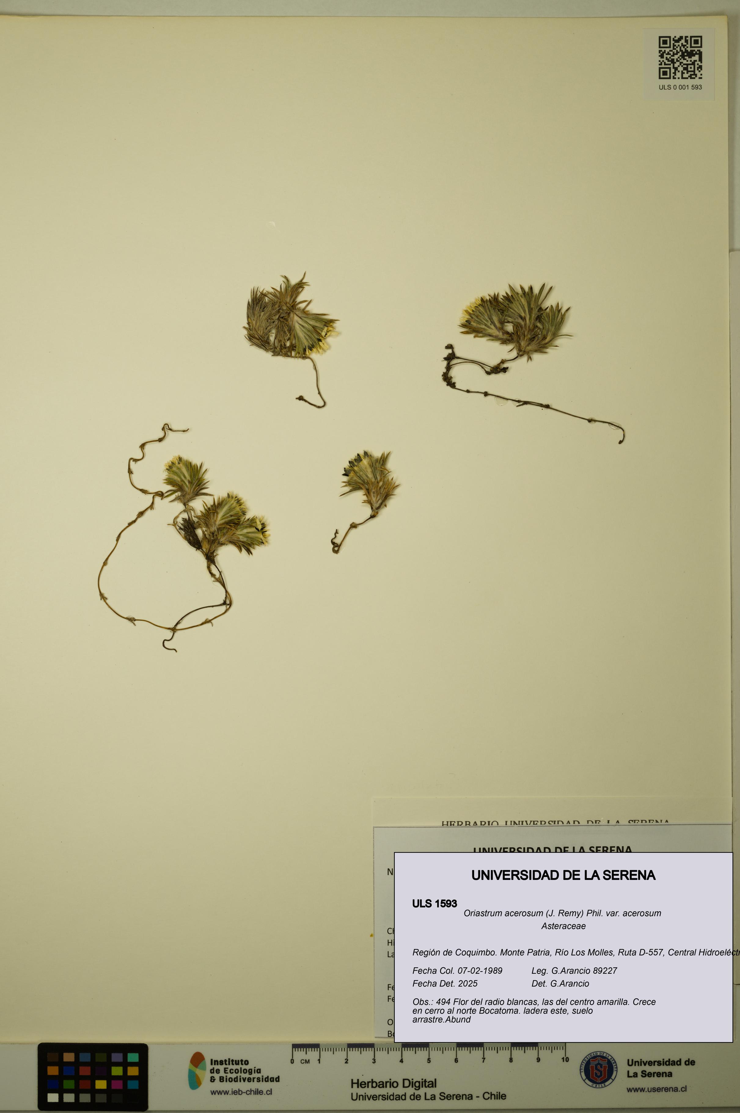 Oriastrum acerosum var. acerosum [Espécimen: ULS:ULS:0001593]