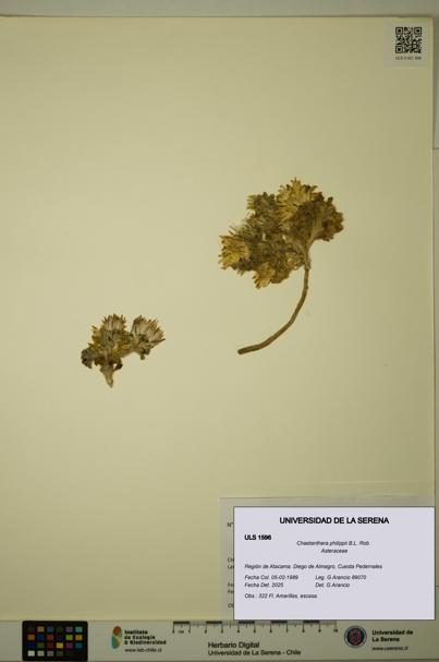 Chaetanthera philippii [Espécimen: ULS:ULS:0001596]