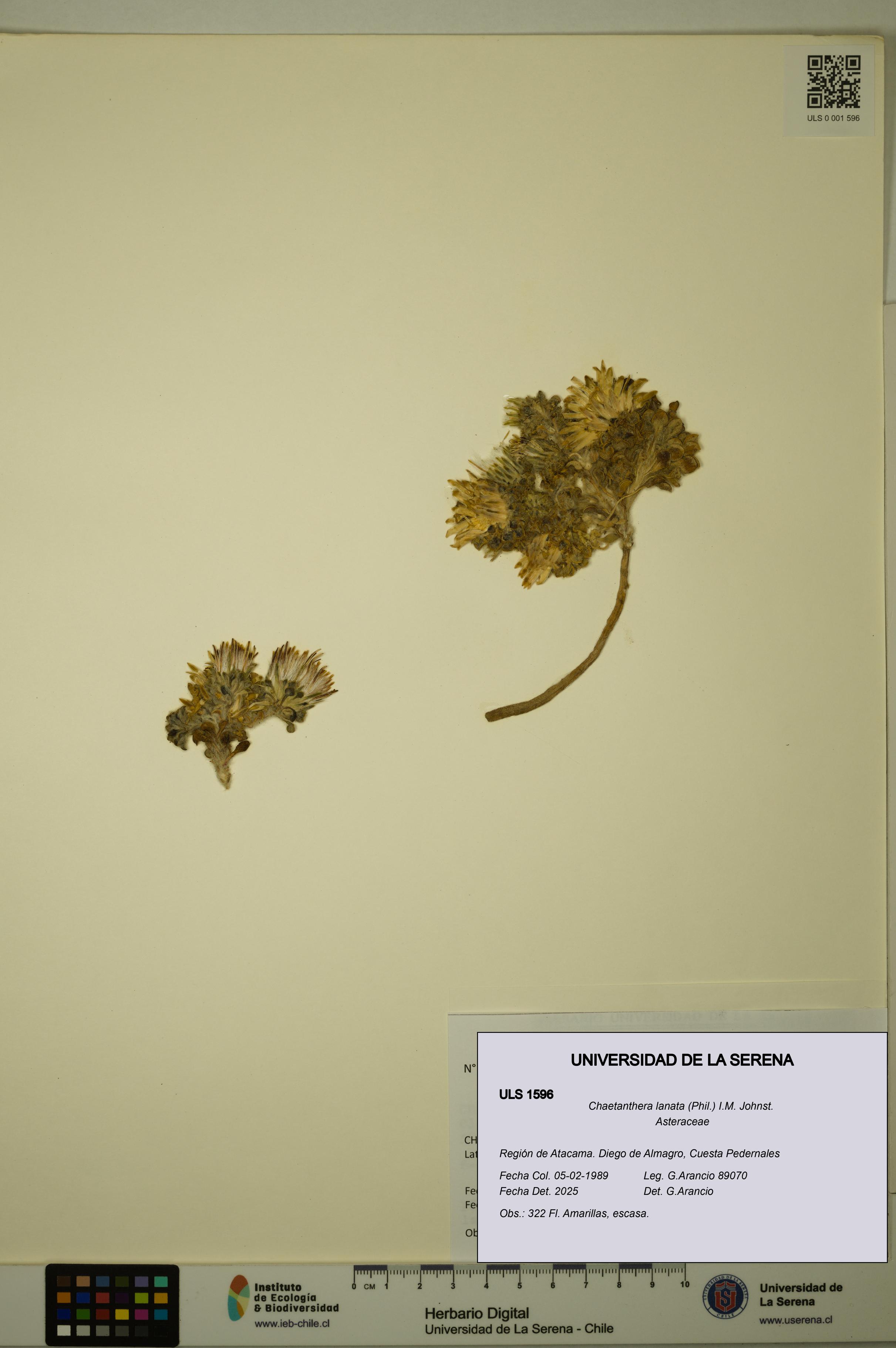 Chaetanthera lanata [Espécimen: ULS:ULS:0001596]