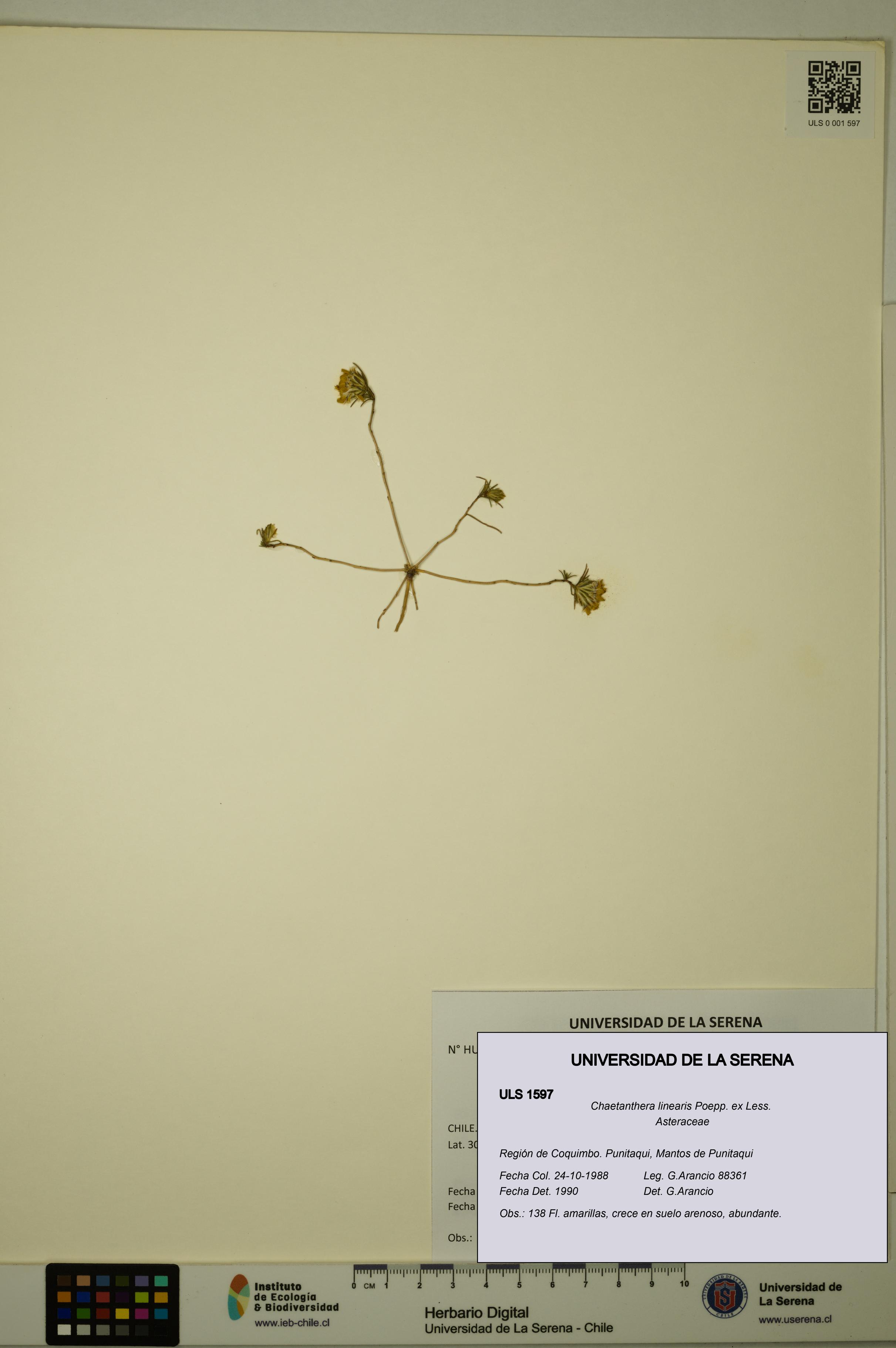 Chaetanthera linearis [Espécimen: ULS:ULS:0001597]