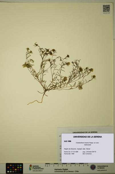 Chaetanthera linearis [Espécimen: ULS:ULS:0001599]