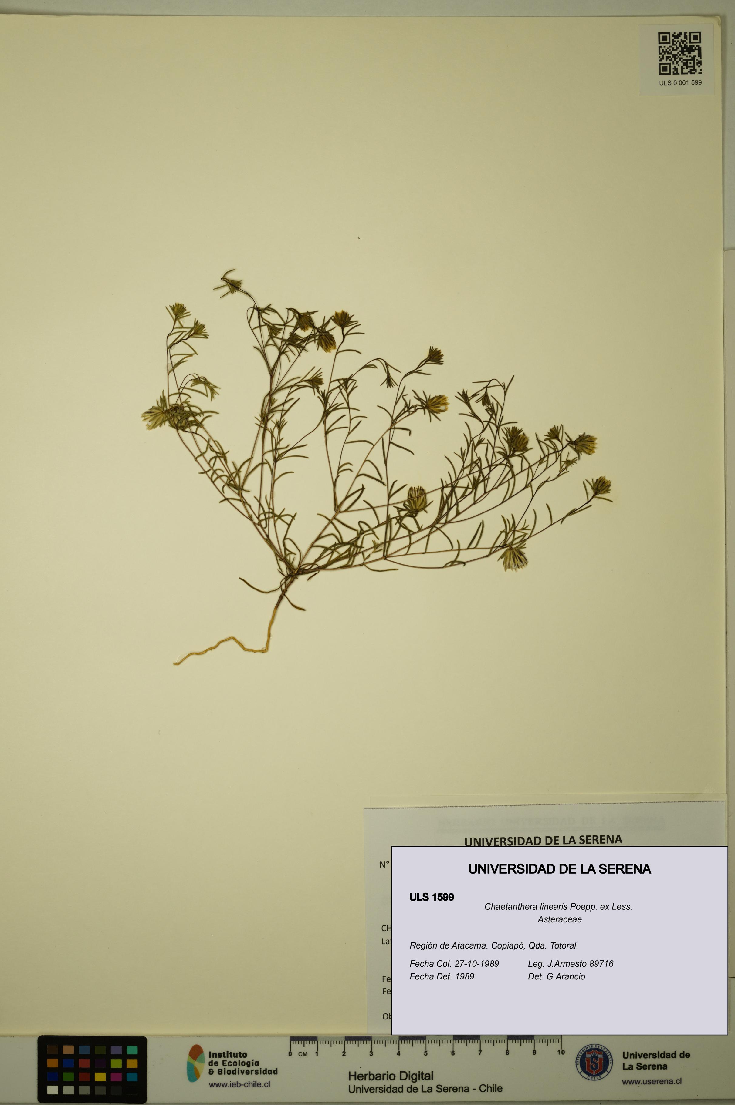 Chaetanthera linearis [Espécimen: ULS:ULS:0001599]