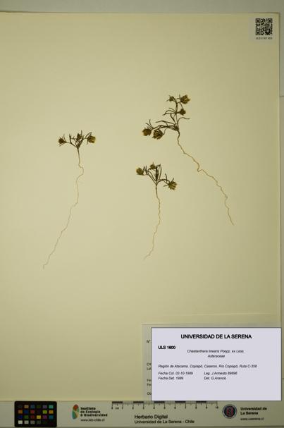 Chaetanthera linearis [Espécimen: ULS:ULS:0001600]
