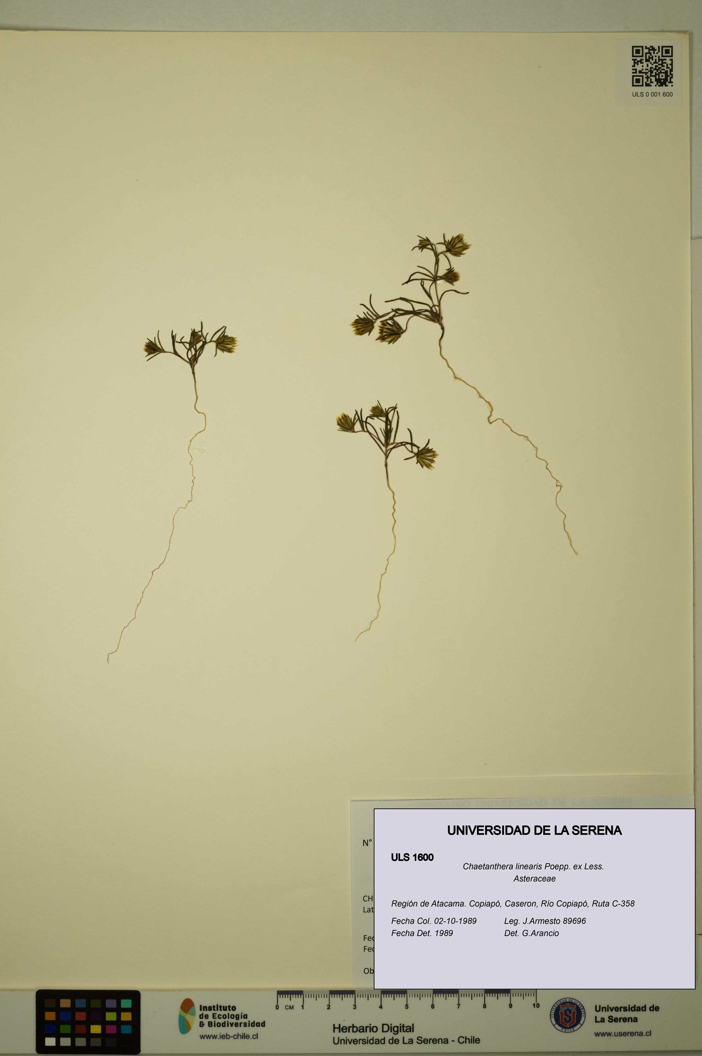 Chaetanthera linearis [Espécimen: ULS:ULS:0001600]