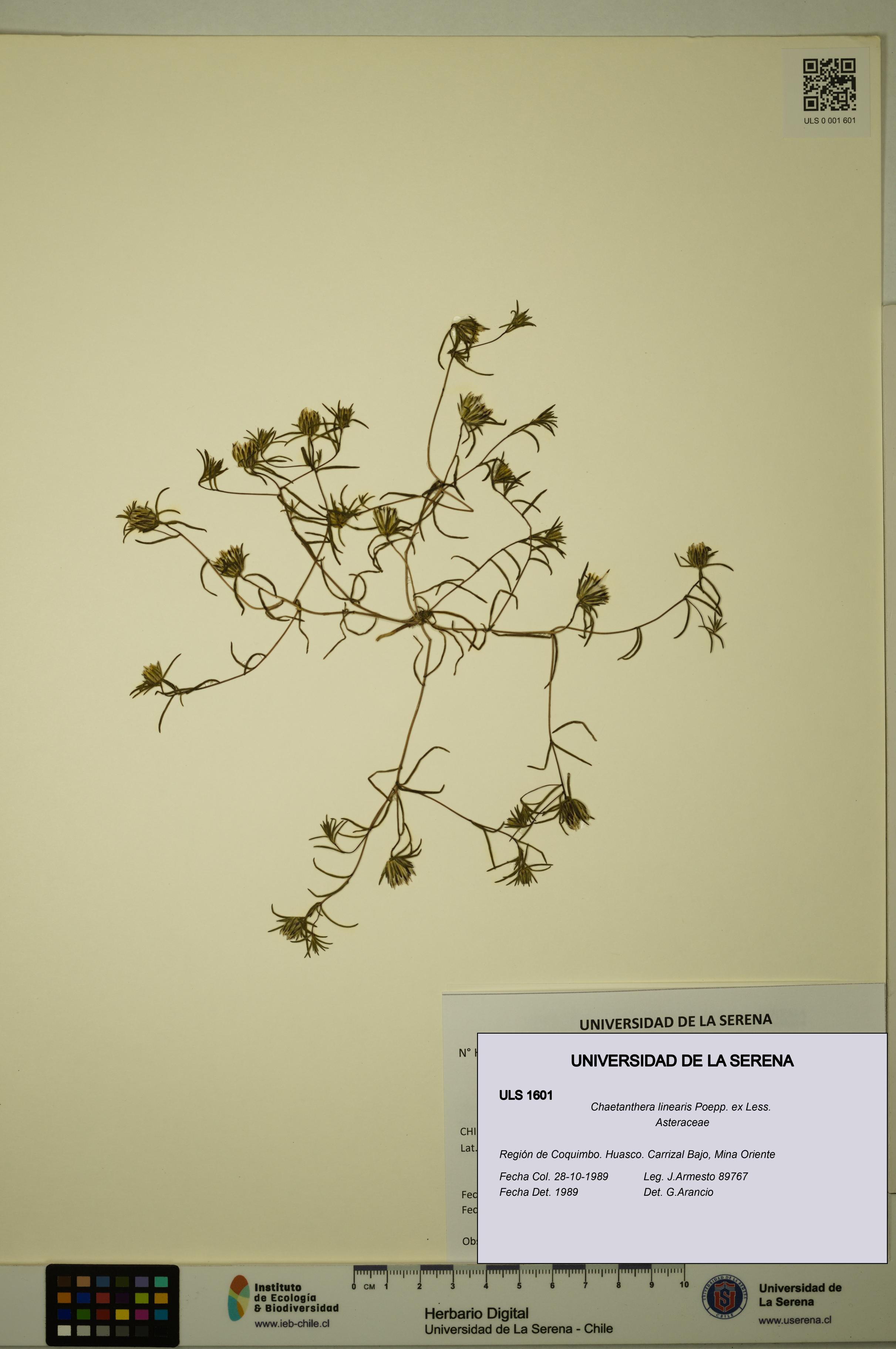 Chaetanthera linearis [Espécimen: ULS:ULS:0001601]