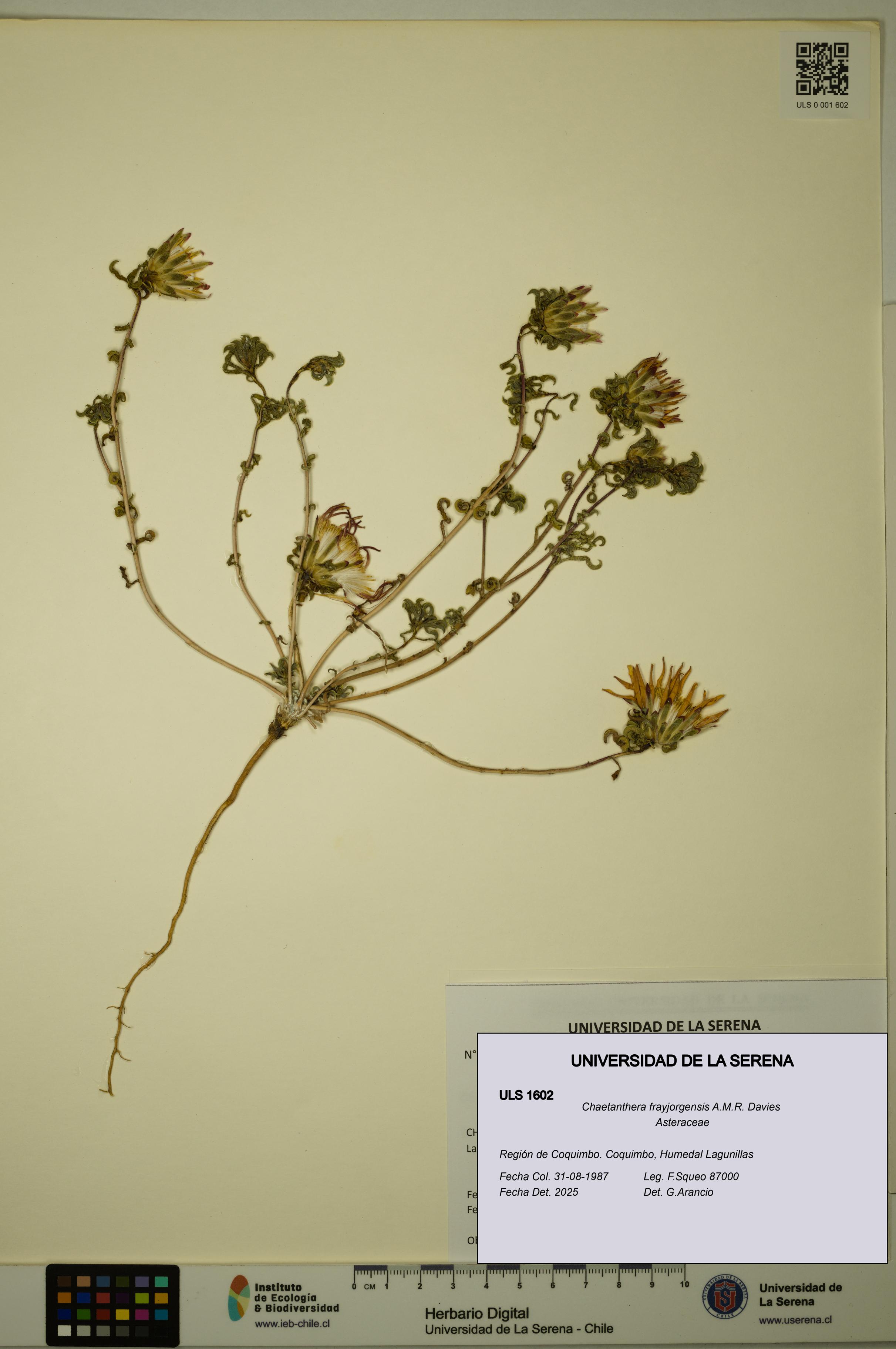 Chaetanthera frayjorgensis [Espécimen: ULS:ULS:0001602]