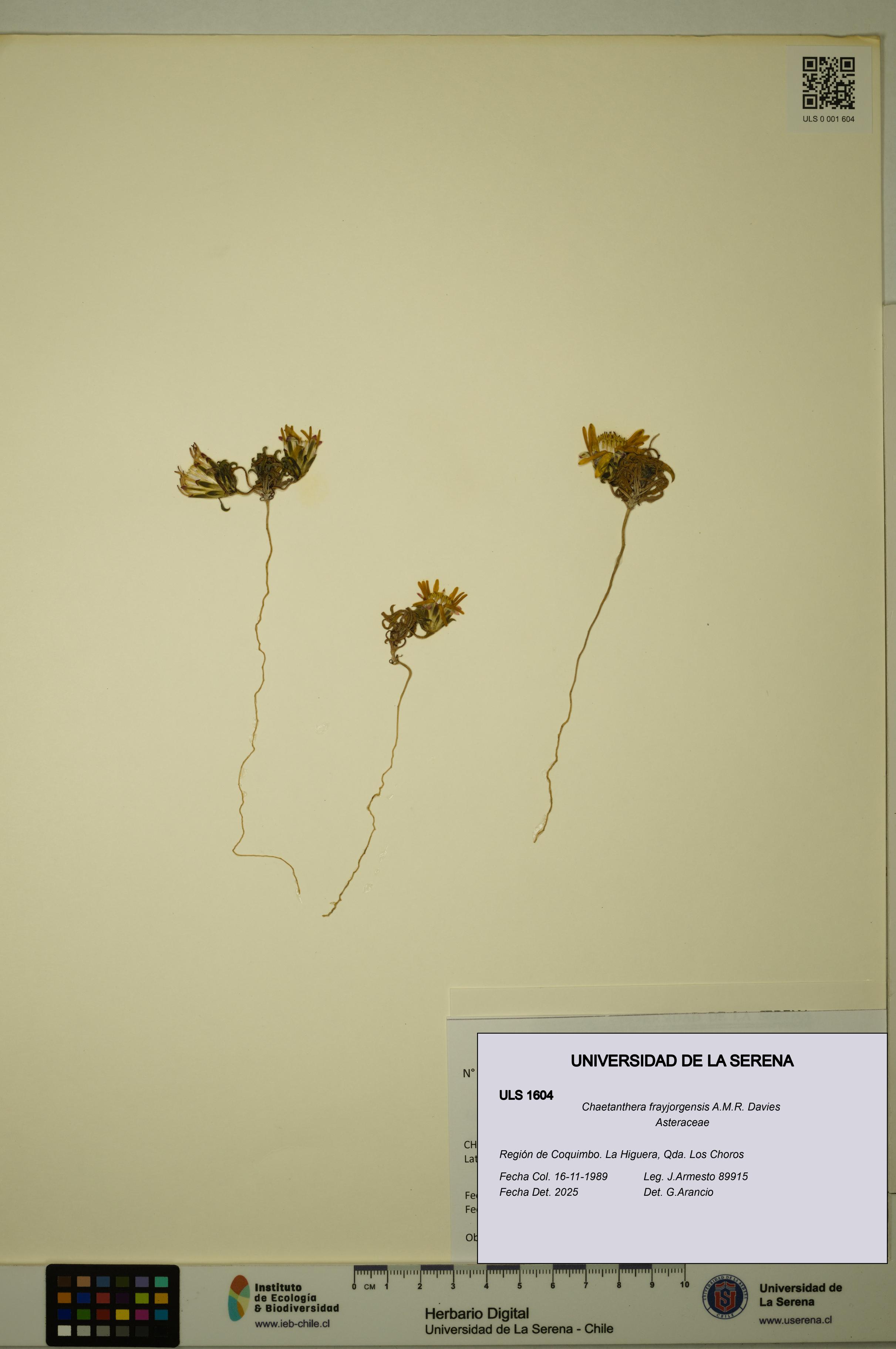 Chaetanthera frayjorgensis [Espécimen: ULS:ULS:0001604]