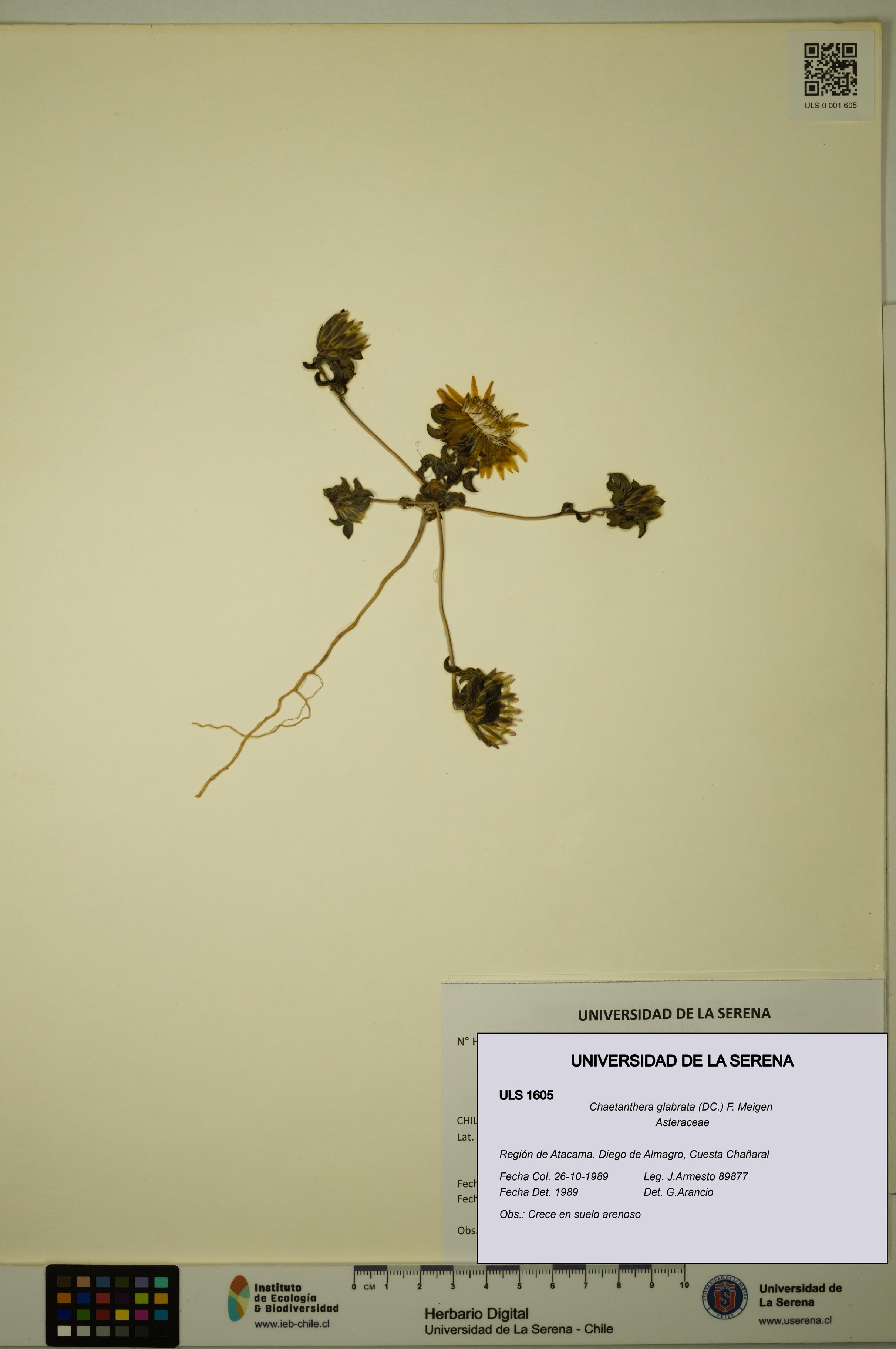 Chaetanthera glabrata [Espécimen: ULS:ULS:0001605]