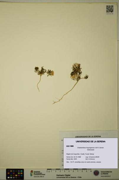 Chaetanthera frayjorgensis [Espécimen: ULS:ULS:0001606]