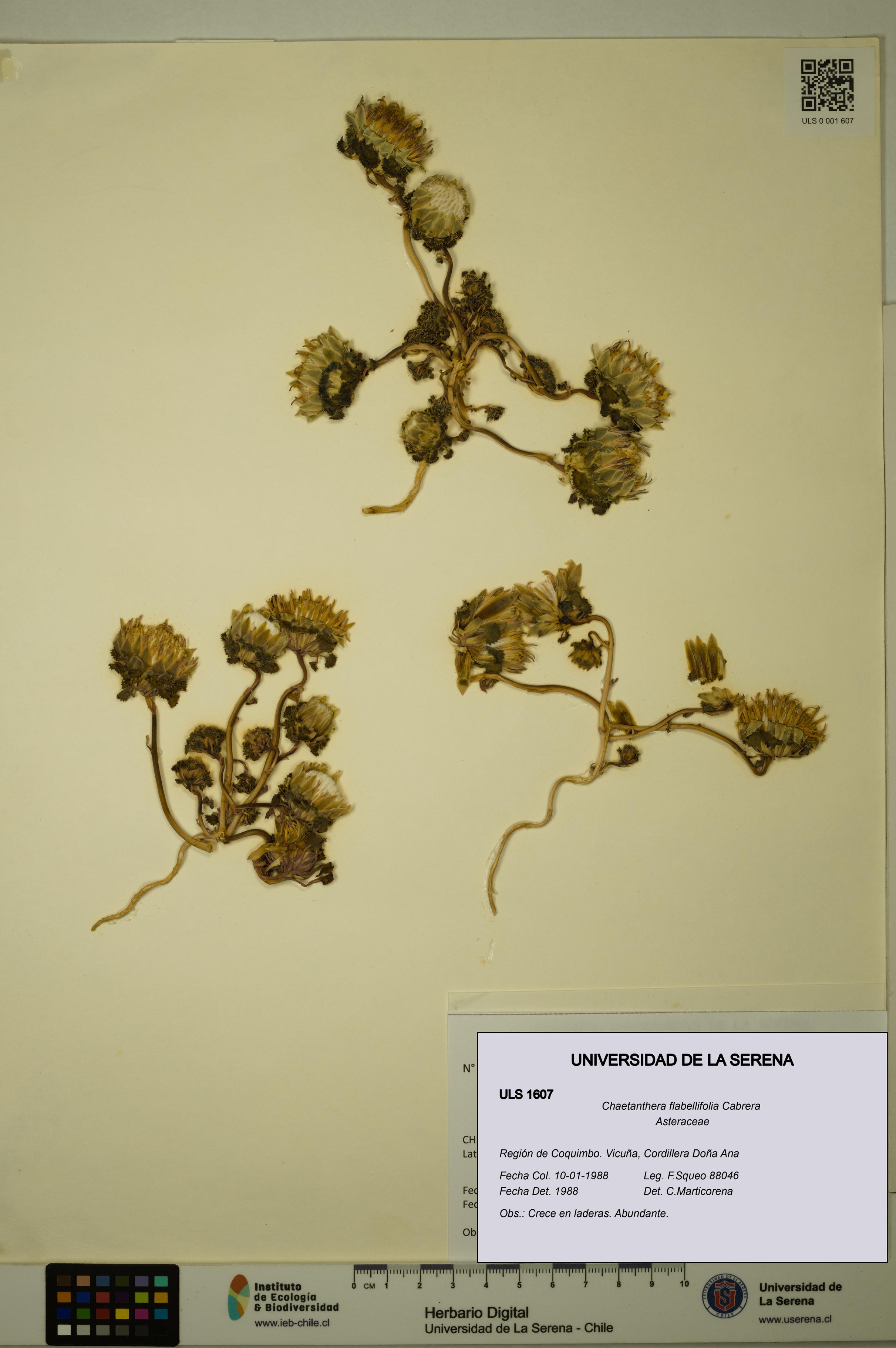 Chaetanthera flabellifolia [Espécimen: ULS:ULS:0001607]