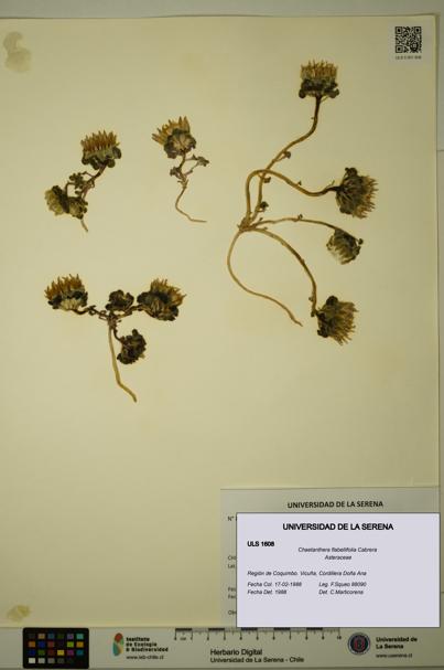 Chaetanthera flabellifolia [Espécimen: ULS:ULS:0001608]